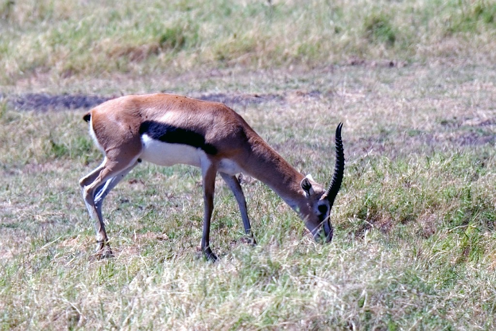 Kenia (174).jpg